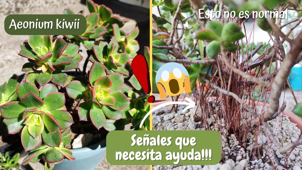 Esto es lo que tienes que SABER sobre el AEONIUM KIWII