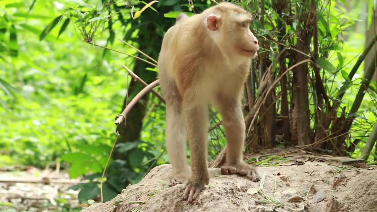 Monkey Pongo -Akot  Go To  Pick Some Bamboo Leaf To Eat  For Healthy/ MA-D.837
