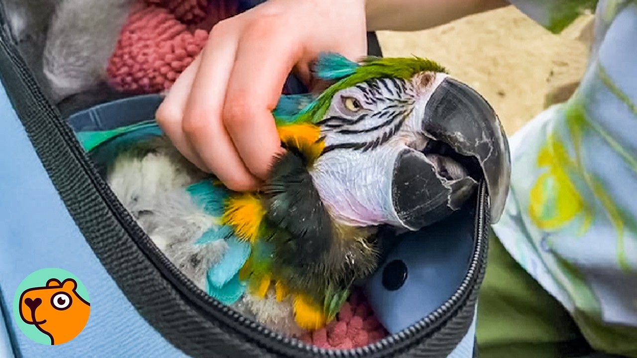 Sweetest Parrot Finds Happiness After Years Of Neglect | Cuddle Buddies