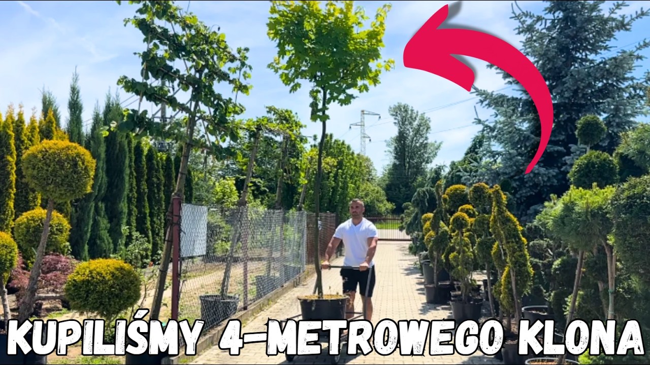 Kupiliśmy 4-metrowego złocistego klona w ogrodzie #klon #ogr&oacute;d #rabata
