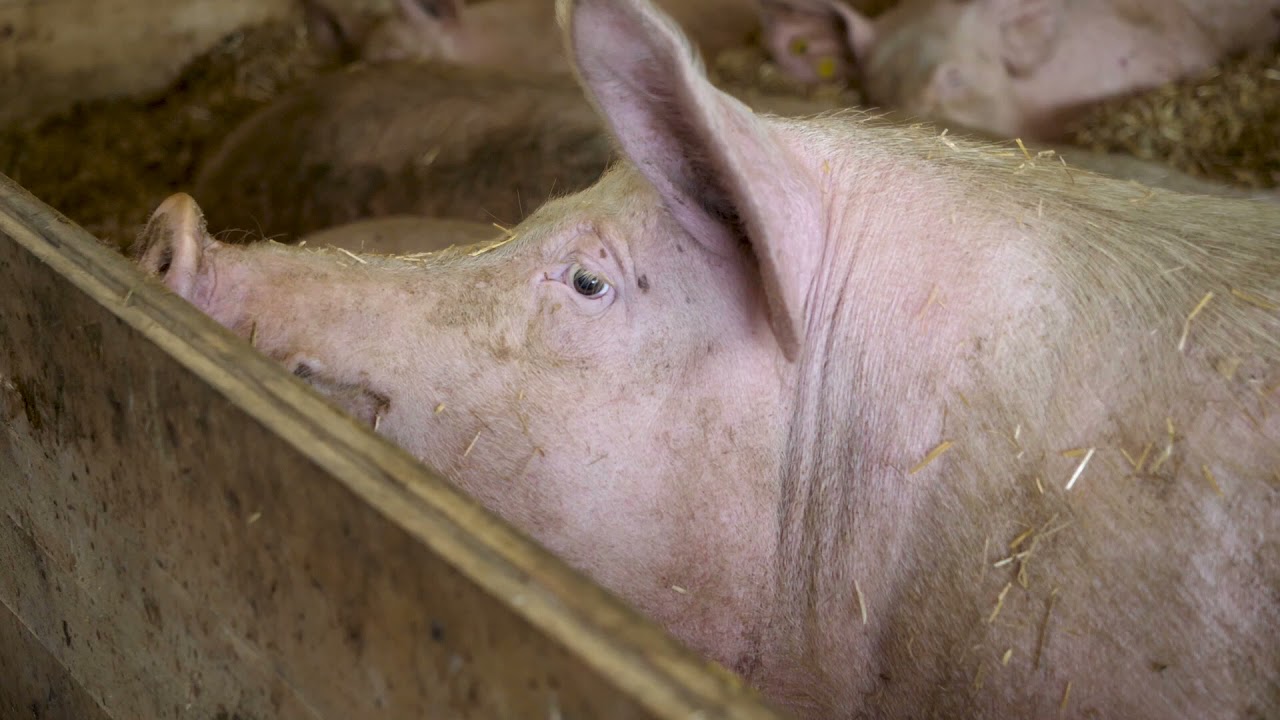 Teil 2: Gruppensäugestall für Schweine: Artgerecht, innovativ und wirtschaftlich