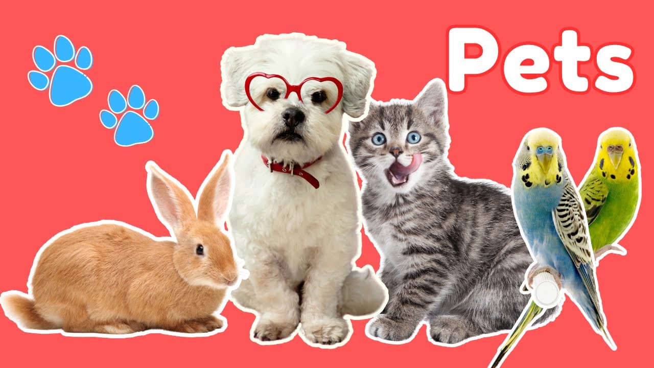 Pet Animals | Learn about Pets 🐾| Animals for kids | Toddlers Educational Video | Kids Video