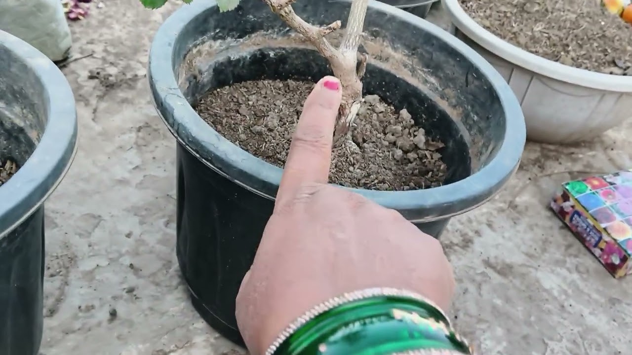 February mein De gulab ko yah fertilizer aur aaenge adhik phool fertilizer and care tips