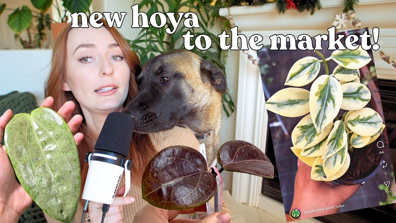 so many new hoya! hybrids, mutations, and more + website restock 🎉