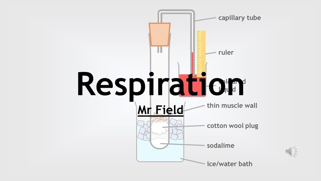 GCSE Biology 21 - Respiration