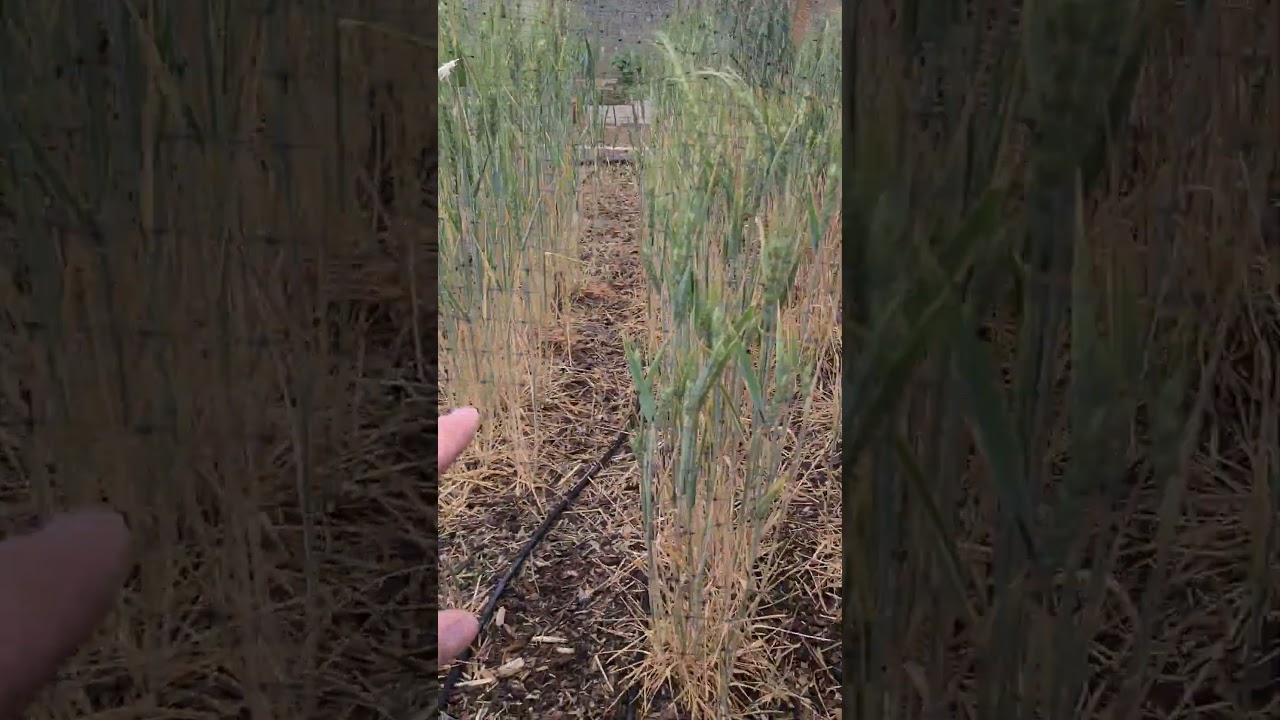 Red Winter Wheat From Stored Wheat Berries 