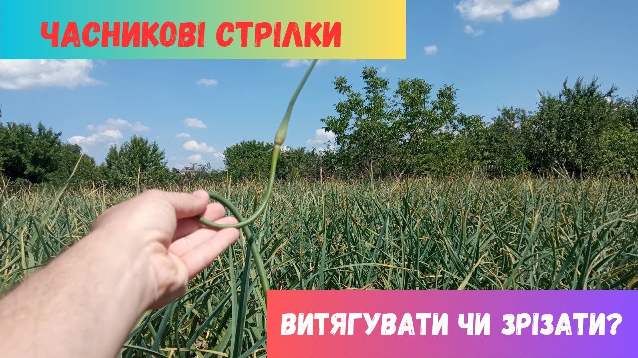 Часникові стрілки. Витягувати чи зрізати???!
