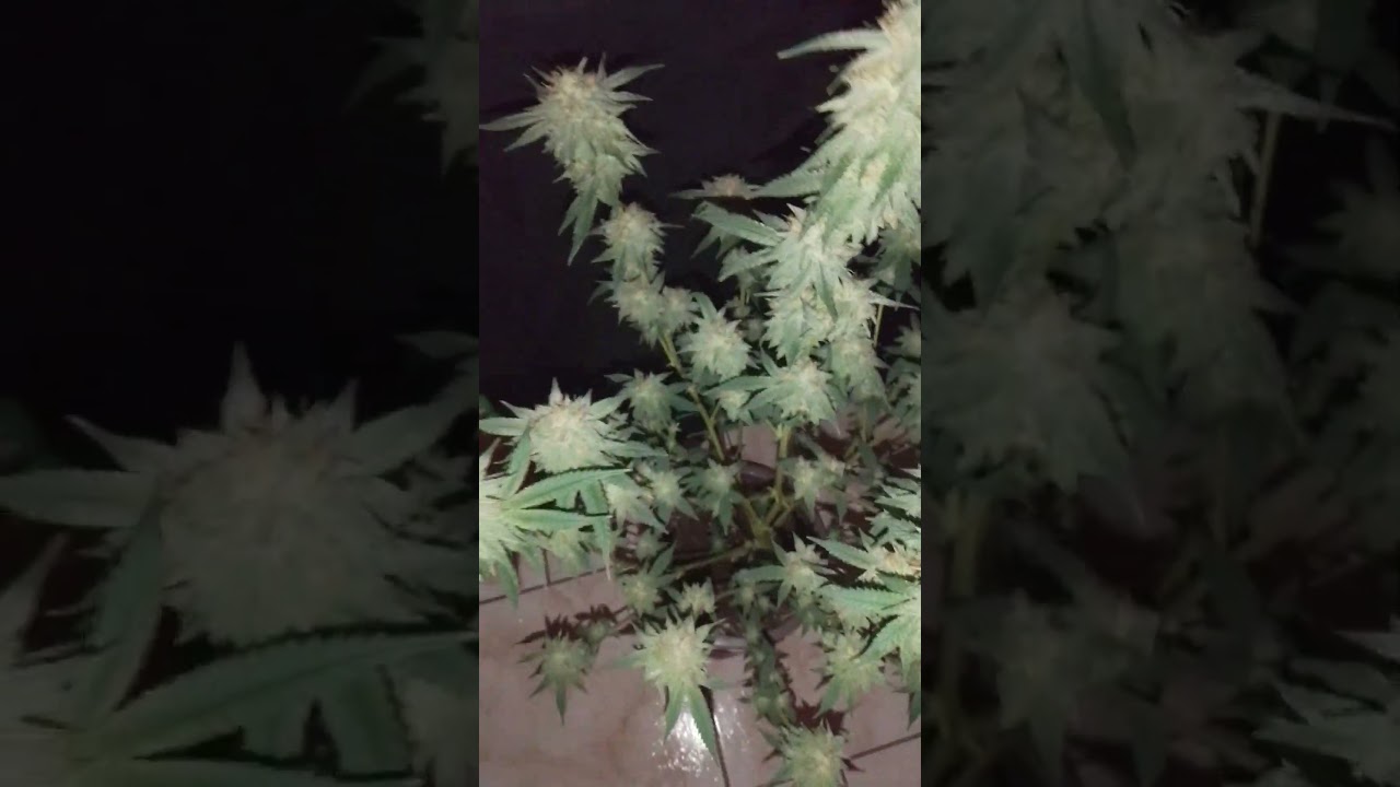 Super OG Kush Bl&uuml;tewoche 4 ( Tag 30 )