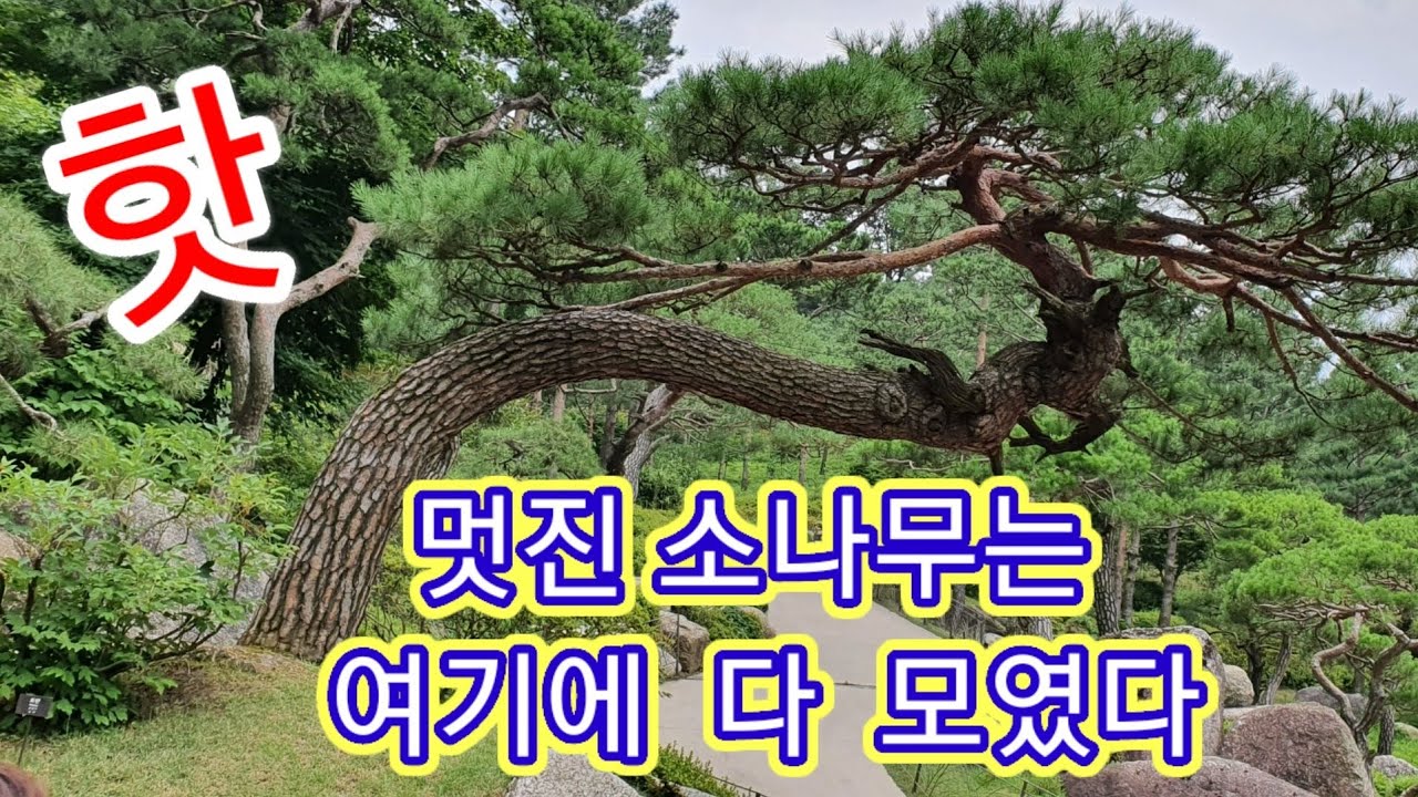 화담 숲 2039편 멋진 소나무 즐비