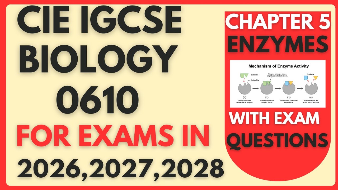 Cambridge IGCSE Biology 0610: Ферменты (полный текст темы) плюс ответы на экзаменационные вопросы.