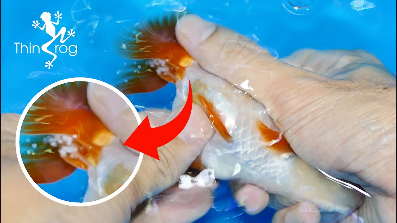 My Goldfish Impacted With Eggs