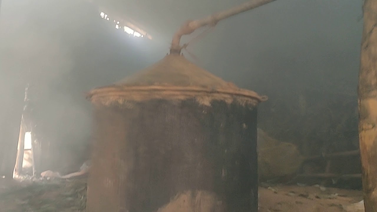 Making of Nilgiri Eucalyptus oil