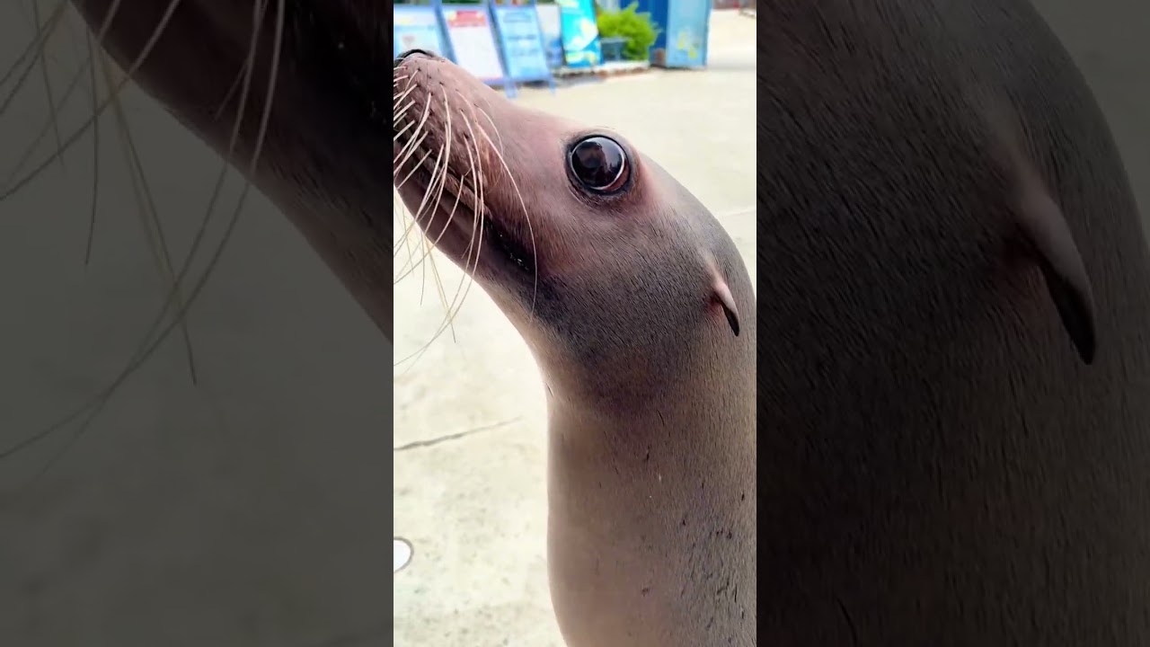 I love sea lions core