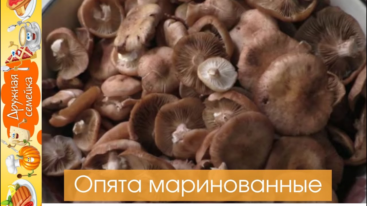 Опята Маринованные На зиму