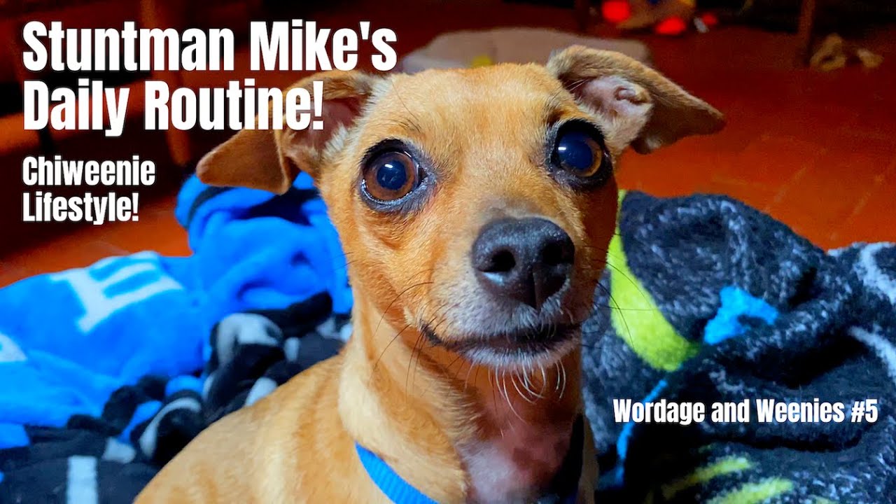 Stuntman Mike's Daily Routine! A Day in the Life of a Chiweenie-Dawg - Wordage and Weenies #5