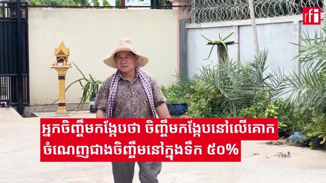 អ្នកចិញ្ចឹមកង្កែបថា ចិញ្ចឹមកង្កែបនៅលើគោកចំណេញជាងចិញ្ចឹមនៅក្នុងទឹក ៥០%