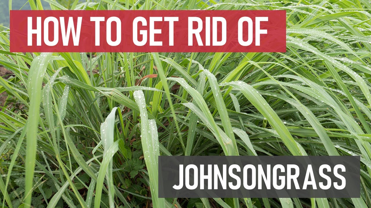 How to Get Rid of Johnsongrass [Weed Management]