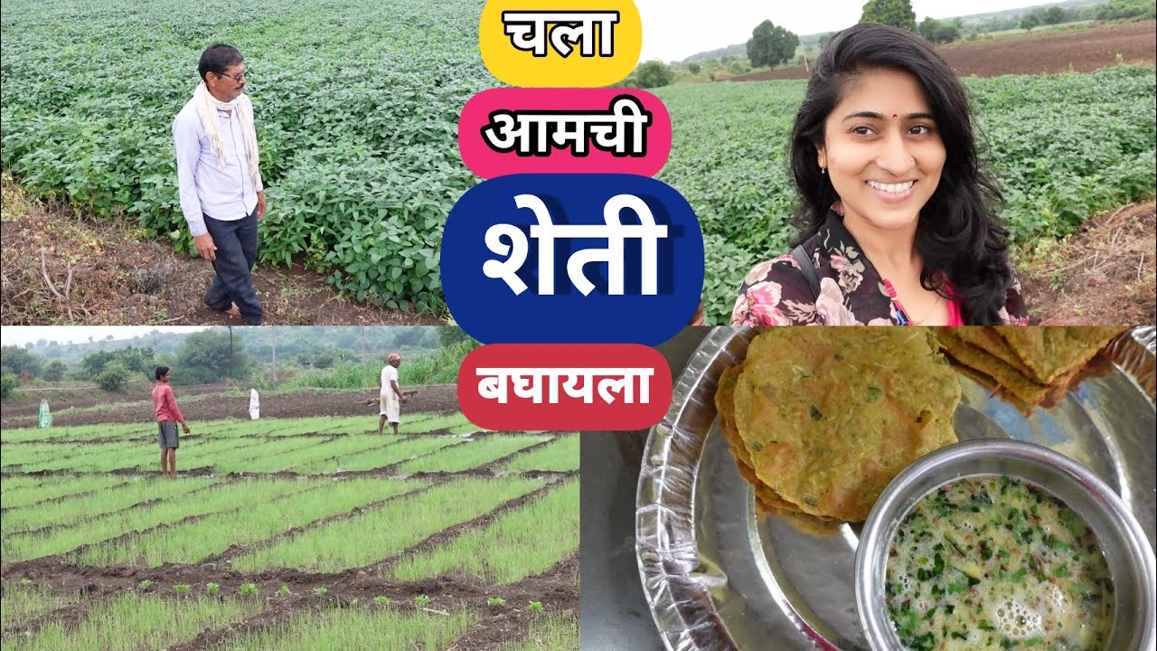 आज आमचं शेत बघायला चला माझ्यासोबत | हिरवीगार शेतं  | भोपळ्याच्या चाकोऱ्या |  Marathi Vlog