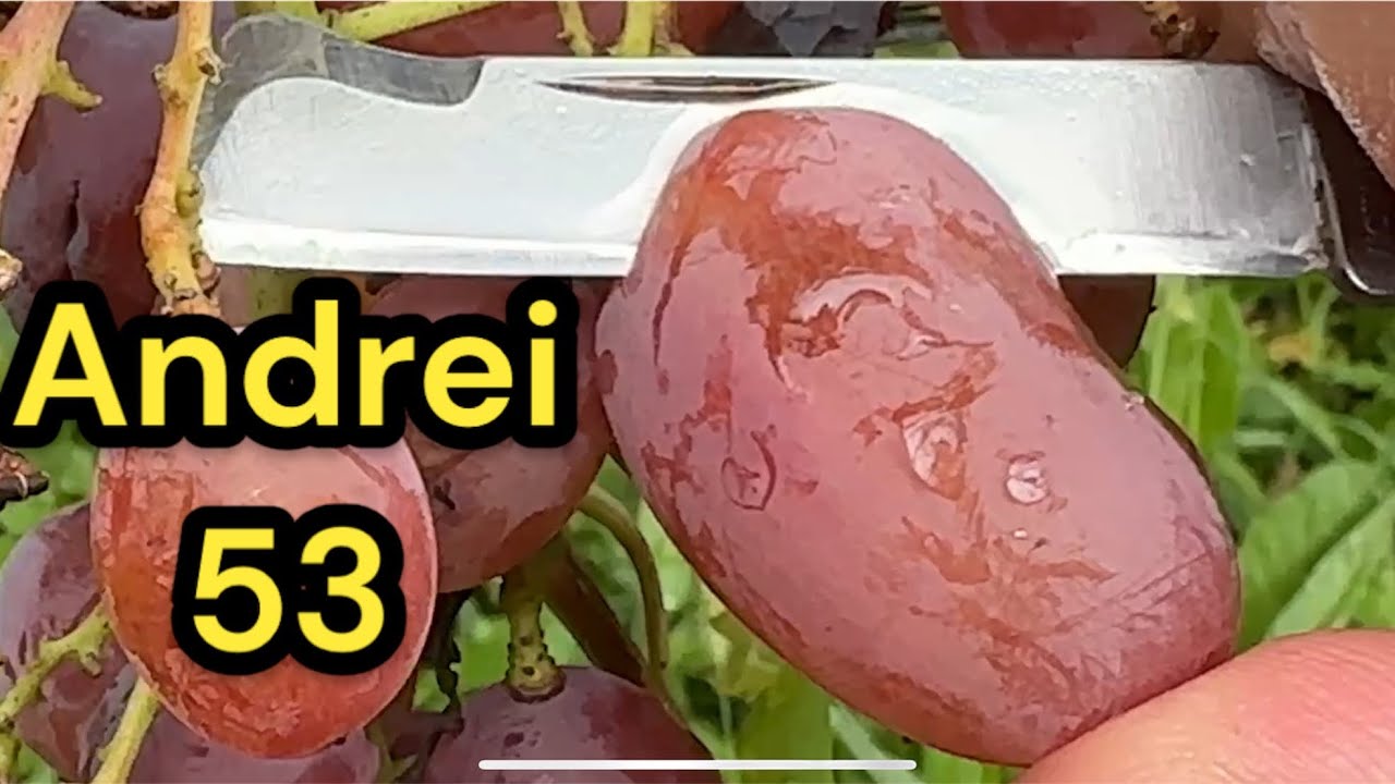 Andrei 53, soi cu aroma de muscat, struguri de masa. 6 octombrie 2024