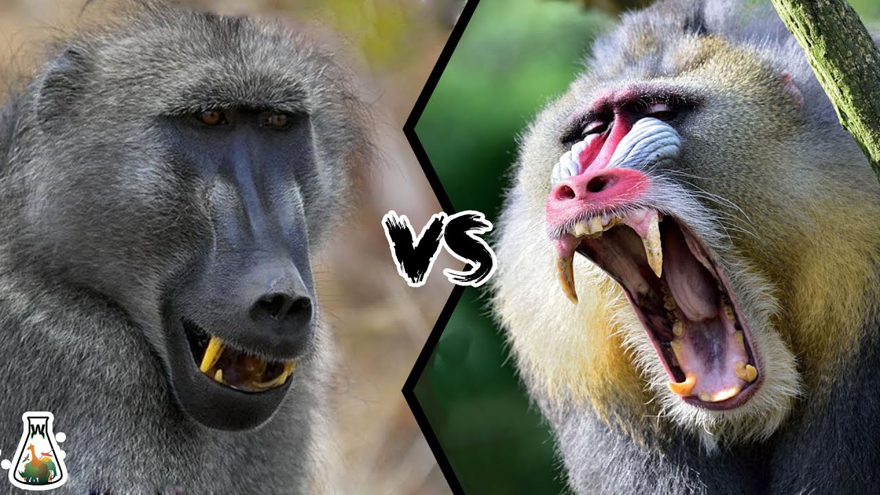 BABOON VS MANDRILL - Which is the strongest monkey?