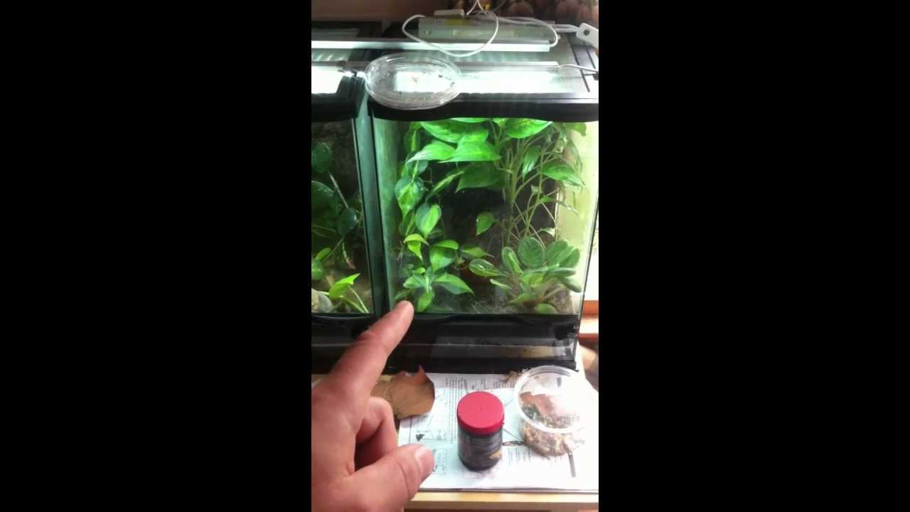 My Poison Dart Frog Room Update 10/25/12