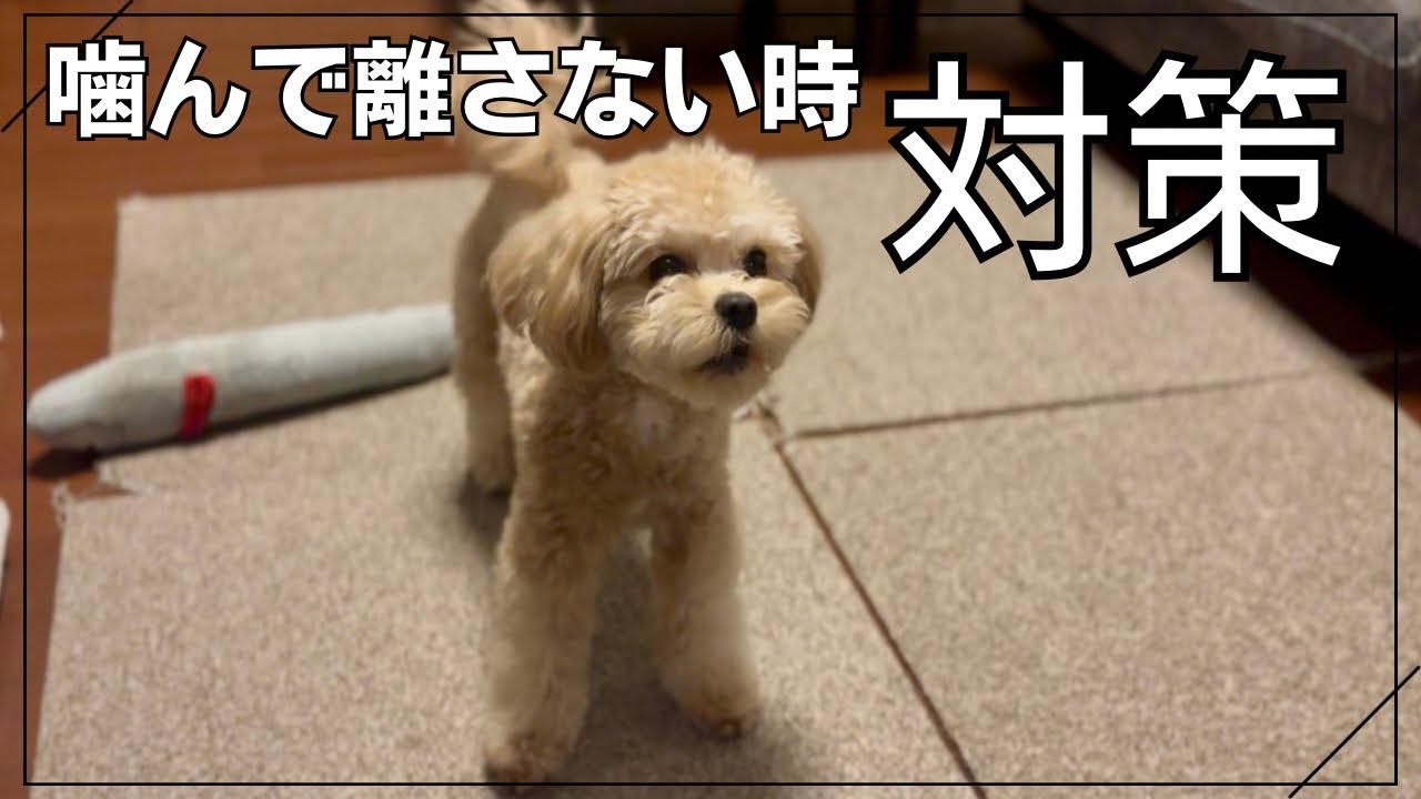 【噛み癖】【対策】お気に入りのものを噛んだら離さないチワプーのきなこ　離すまで時間がかかります・・・　#チワプー　#ヵわいい　#チワプー男の子  #犬のいる生活  #噛み癖