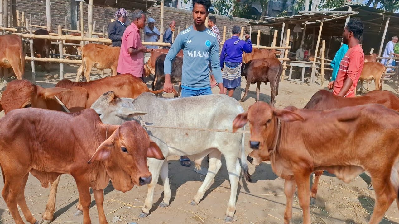 আজ ২৩/২/২৬ | প্রচুর চাহিদা সম্পন্ন শাহিওয়াল ষাঁড় বাছুরের দাম | আমবাড়ী হাট 