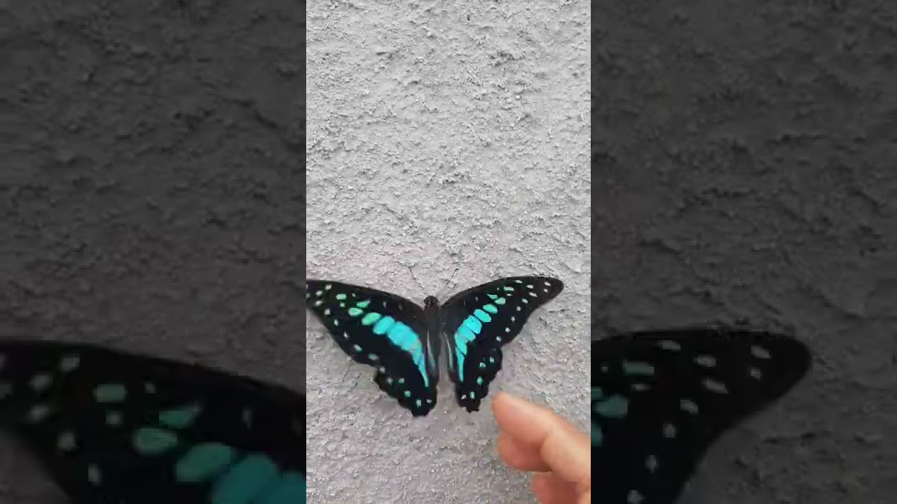 Butterfly 🦋🦋