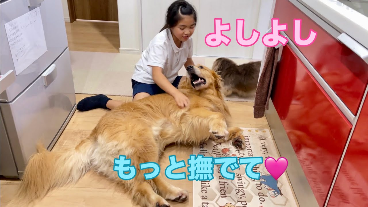 犬とは思えないほどデレデレな甘え方の大型犬クッキー【ゴールデンレトリバーとミニチュアダックスフンド】