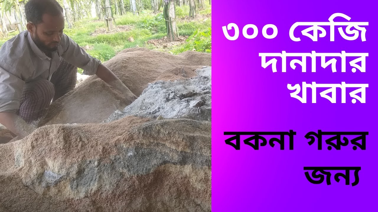 ৩০০কেজি দানাদার খাদ্য প্রস্তুত বকনা গরুর জন্য।preparation of 300 kg ration for bokna.cool agro farm