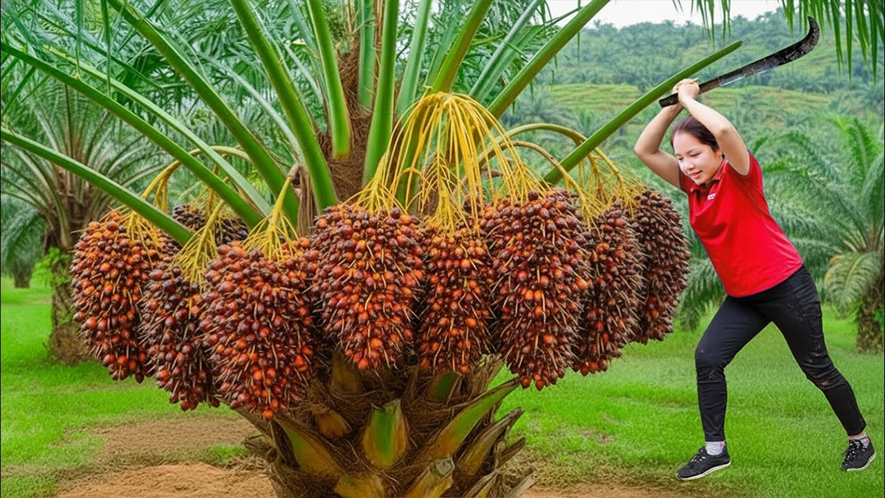 Massive Success! Hanna Struggles to Harvest Huge Bunches of Palm Fruits