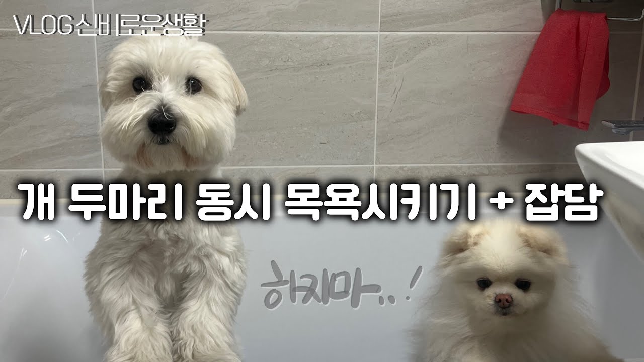 개 두마리 동시 목욕 | 애개육아란