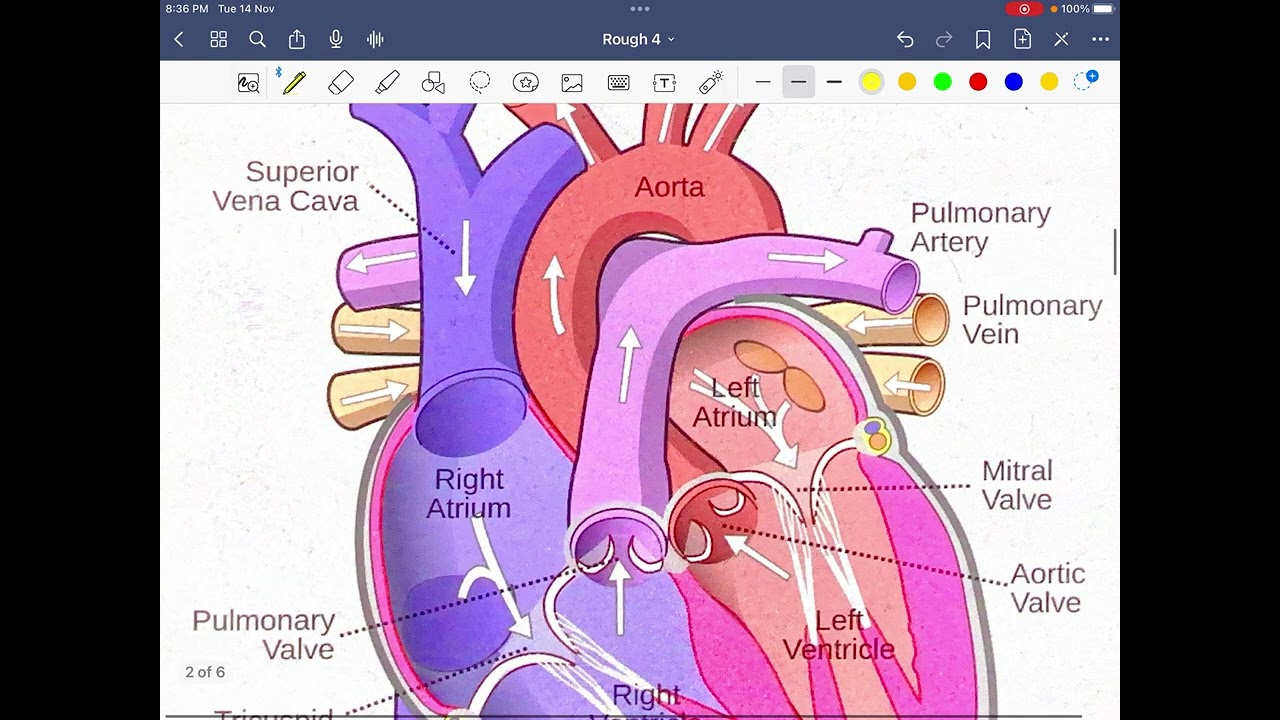 HUMAN ANATOMY AND PHYSIOLOGY.