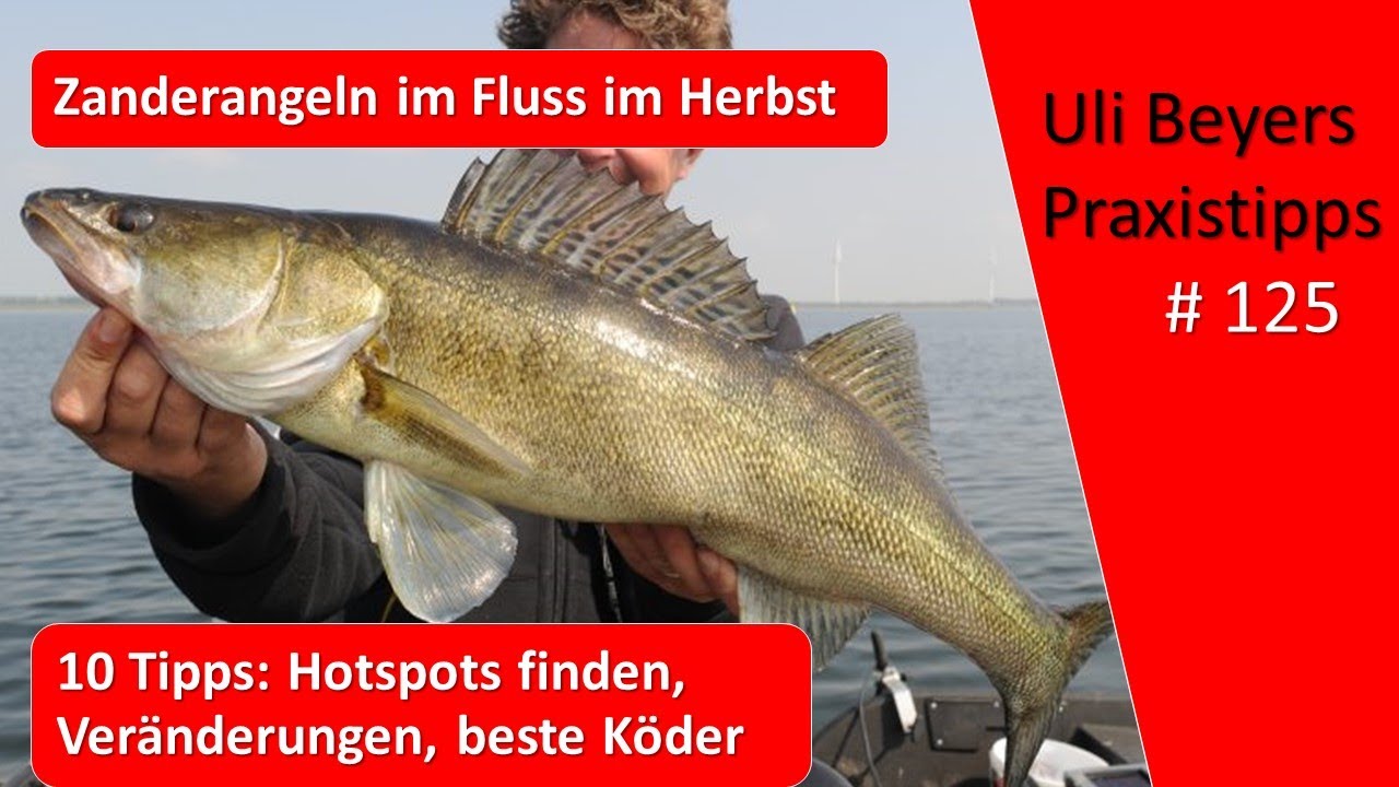 Zander angeln: 10 Tipps f&uuml;r Zander im Herbst im Fluss