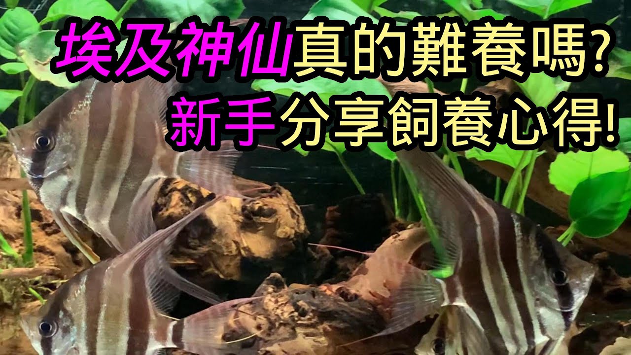 埃及神仙好養嗎?埃及新手2年飼養心得 Altum Angelfish | 水族系列