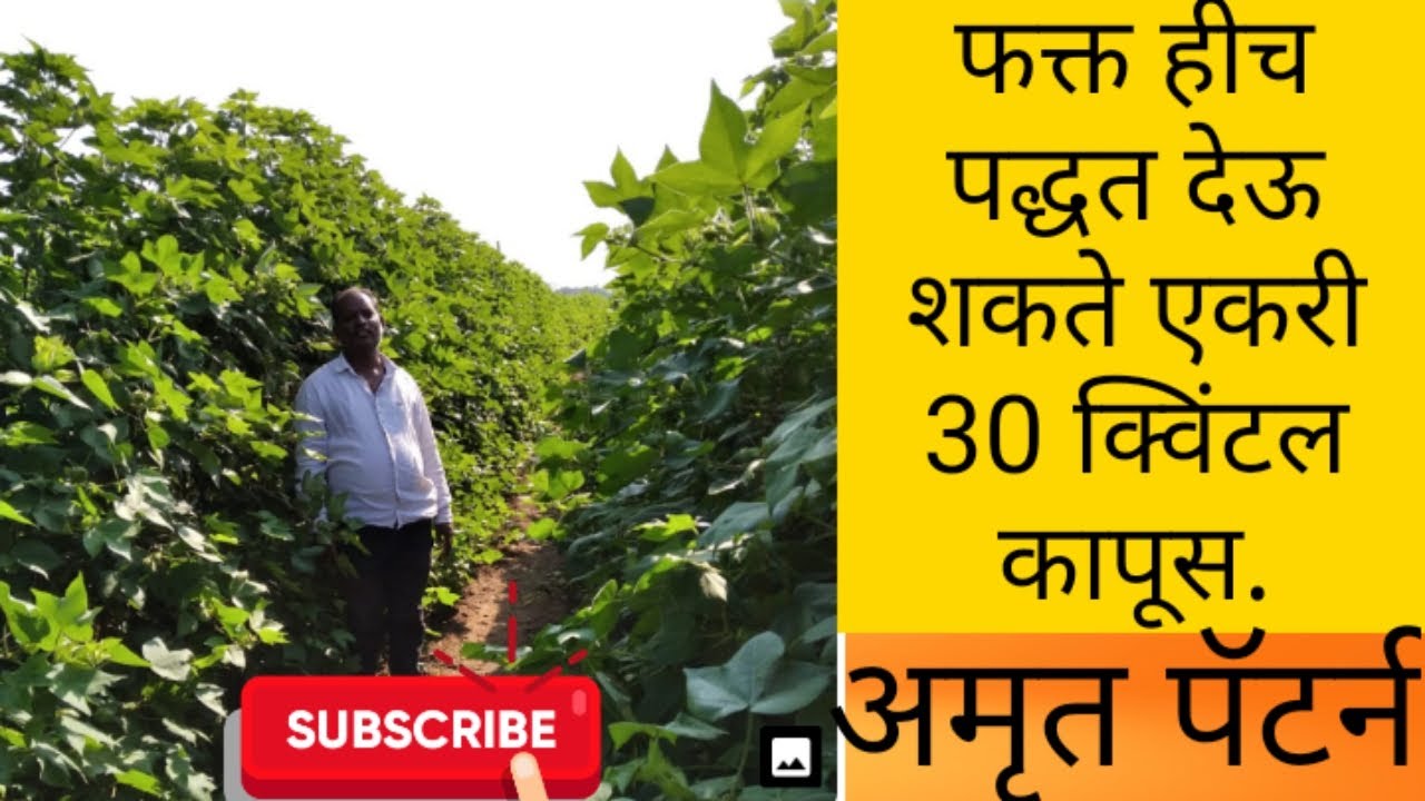 कापूस पिकाचे एकरी 51 क्विंटल ऊत्पादन भाग 2 शक्य#अमृत_पॅटर्न