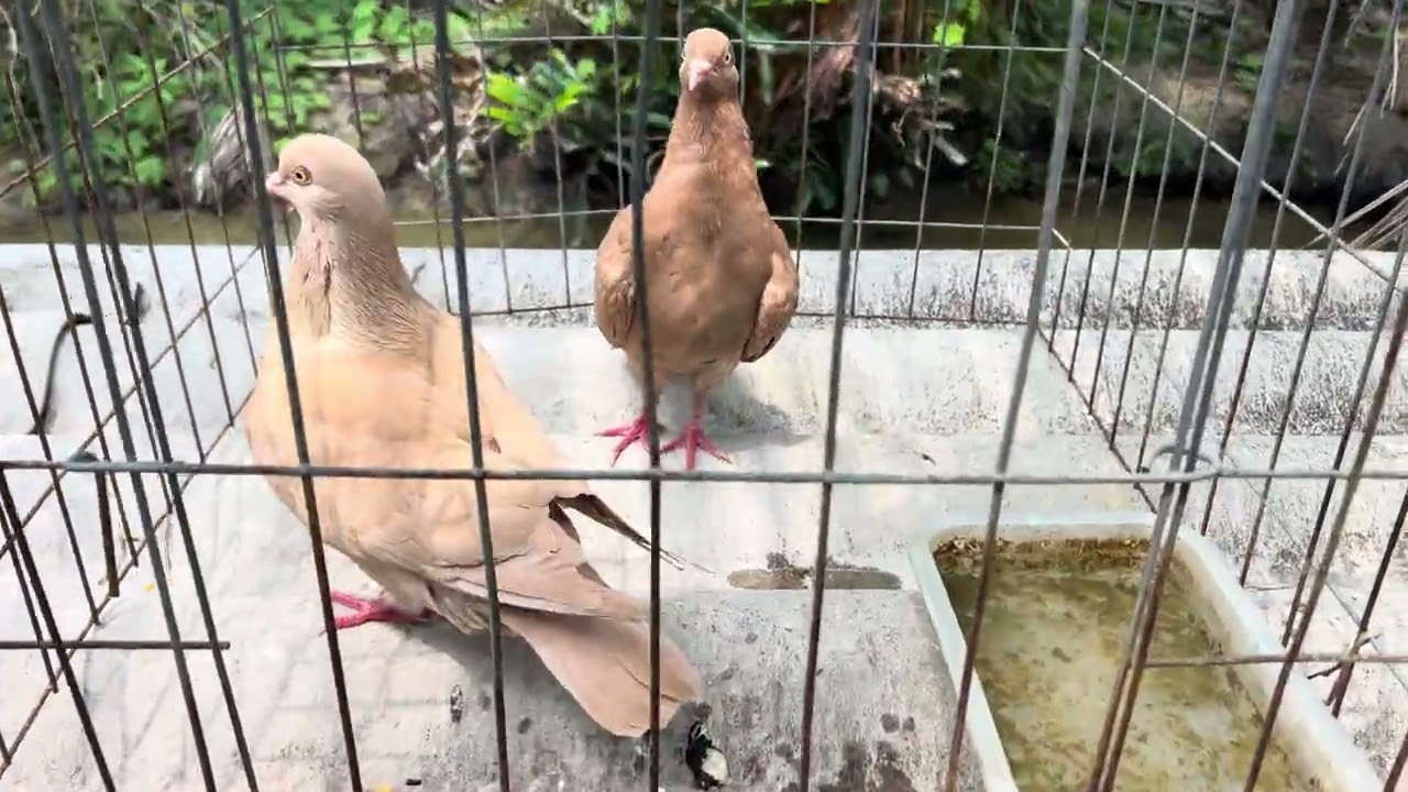 16/3/2026 cặp bồ câu gà vàng rơm 1.5triệu