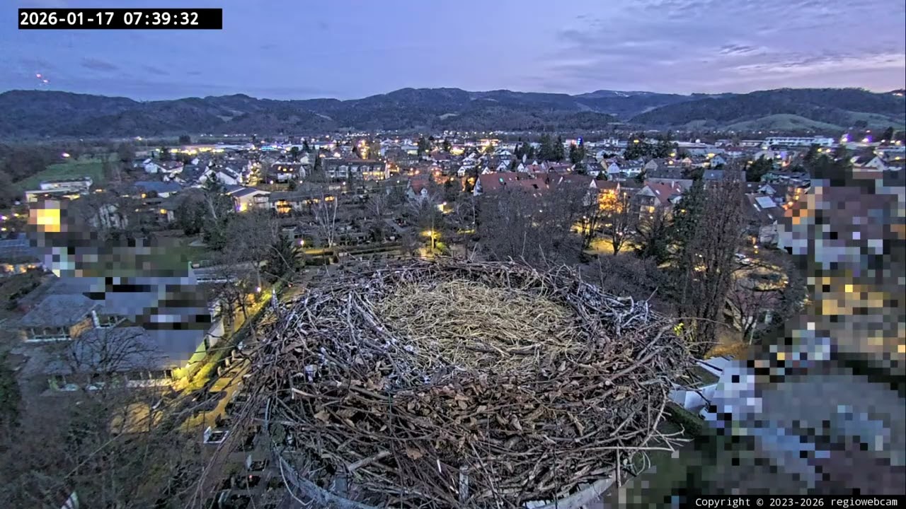 Kirchzarten 17. Jan. 2026, 7:38 Uhr - Ulla holt Edgar zurück ins Nest