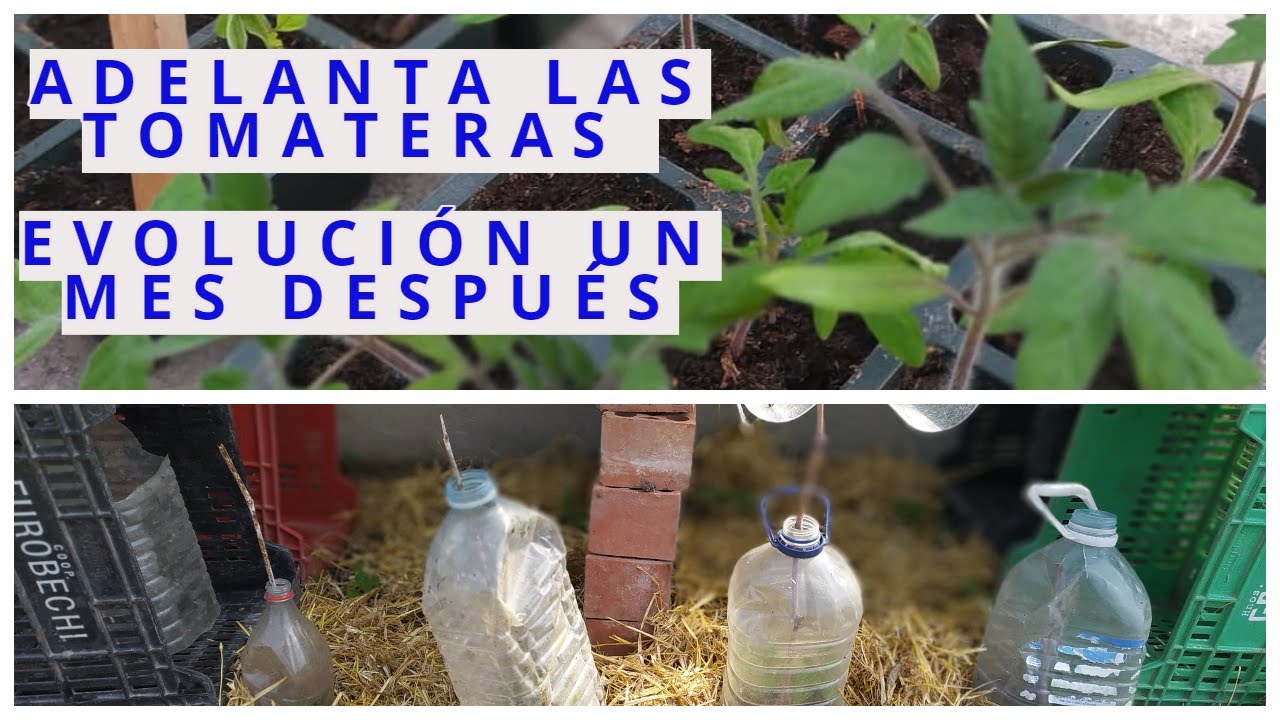 Adelanto del CULTIVO de TOMATERAS evolución 1 MES