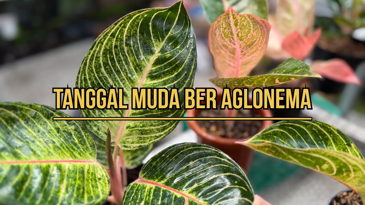 Tanggal Muda Ber Aglonema