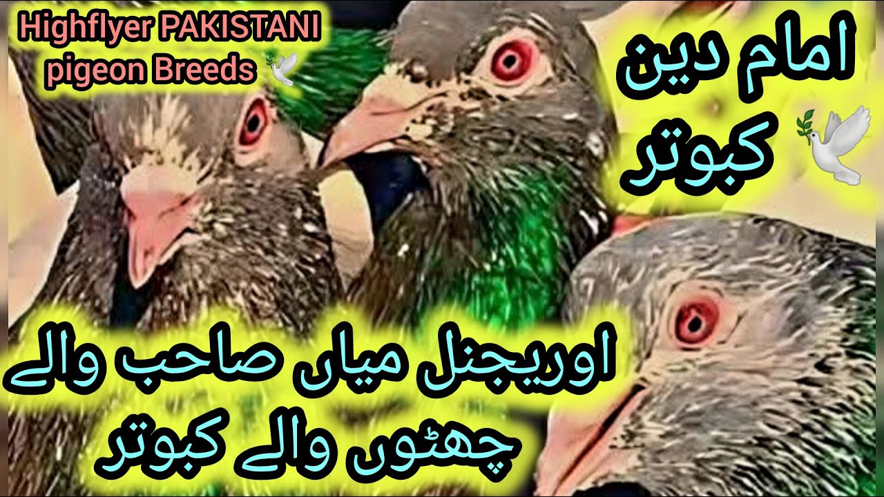 Kamagar kabootar | imaam deen kabootar