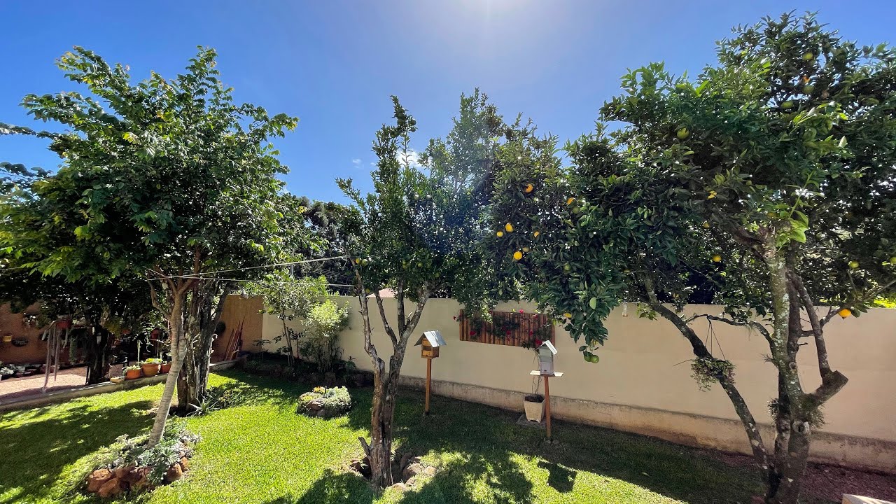 Tour pelo meu POMAR de FRUTAS no QUINTAL - ATUALIZAÇÃO