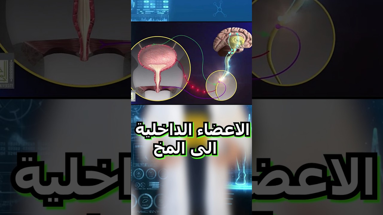 سرة البطن  وسر بسبب وجودها 🧐🧠