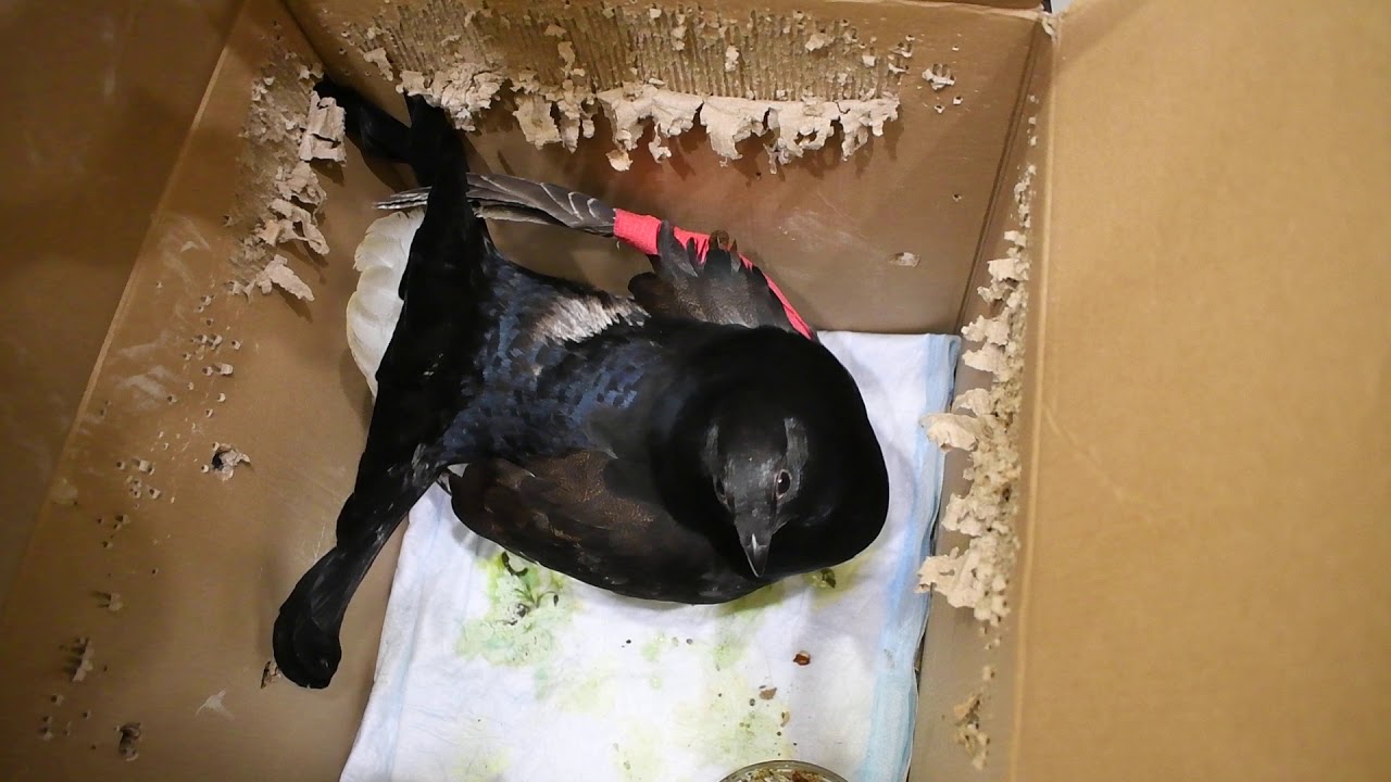 Тетерев - могуч и дерзновенен!