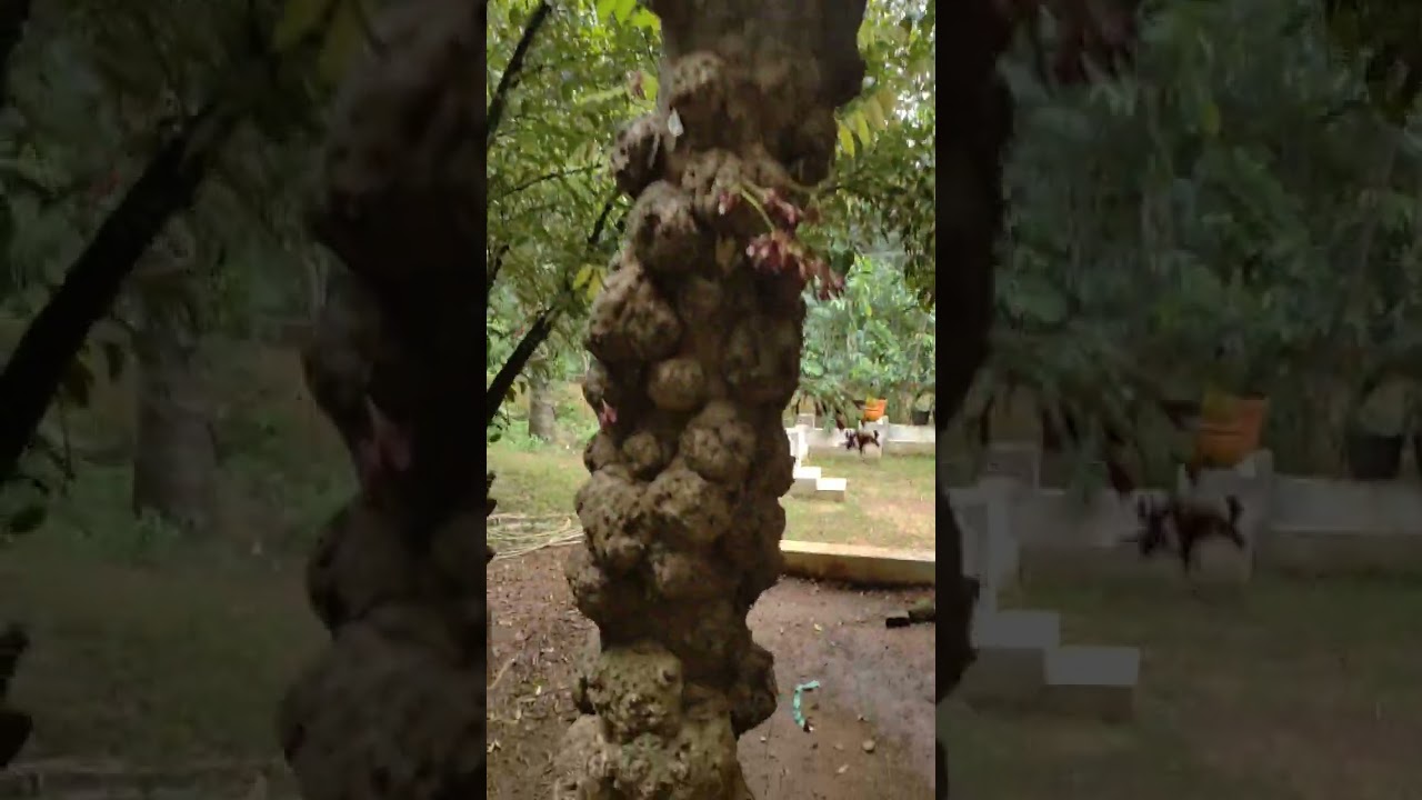 Plantation stories: Nutmeg plantation.