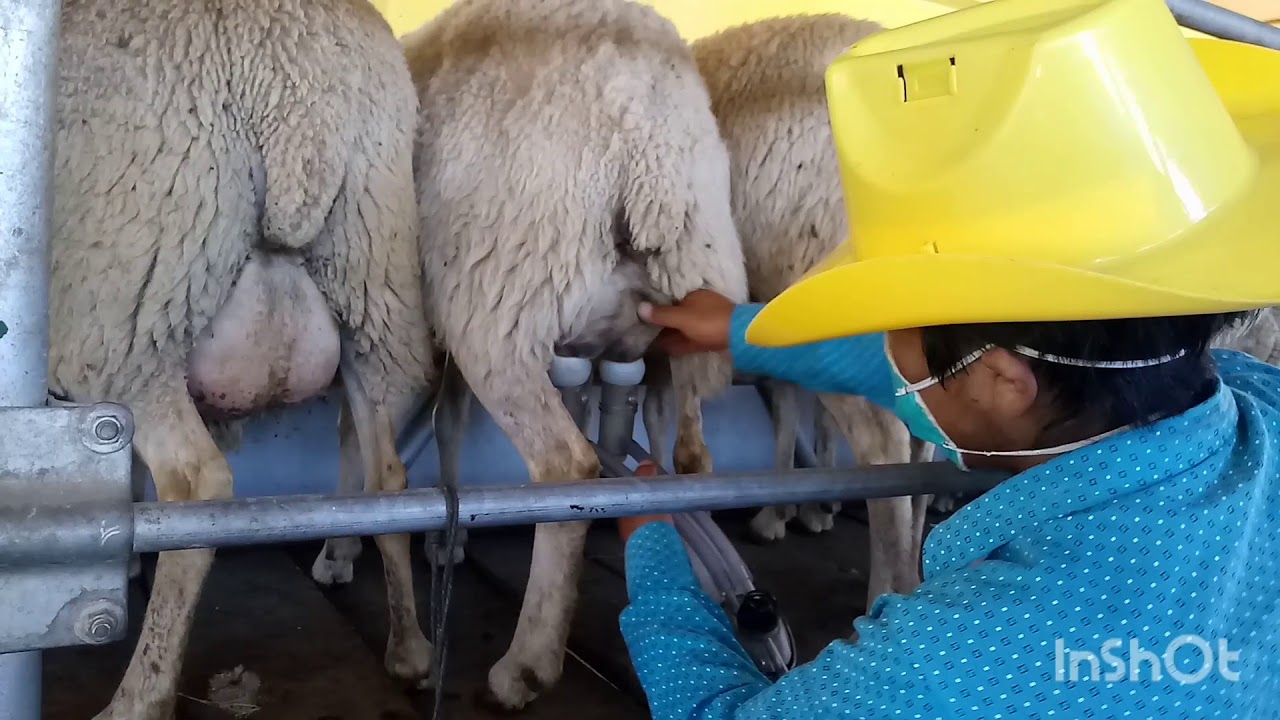 Ovinos lecheros raza Frisona en Yanacancha - Chupaca - Junín - Perú.