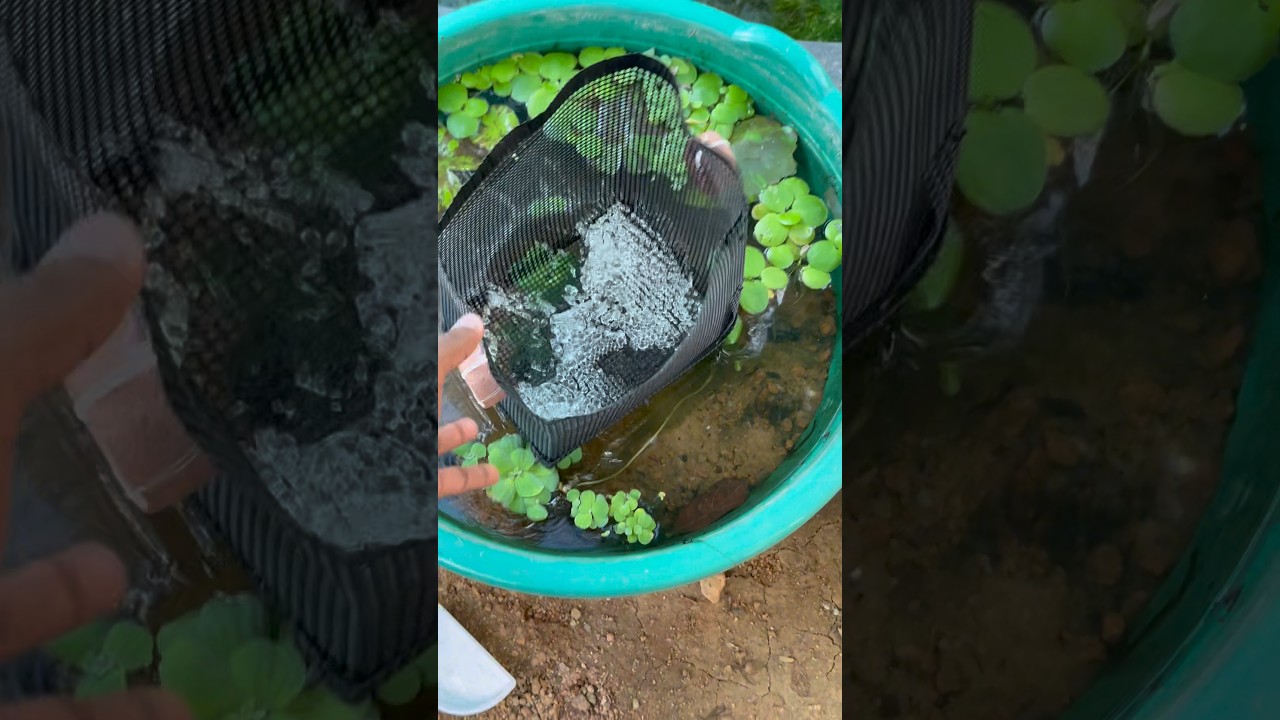 Guppies breeding cages 