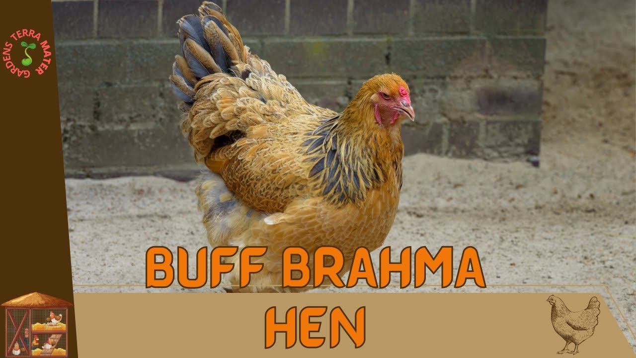 BUFF BRAHMA HEN Information and Raising Tips!