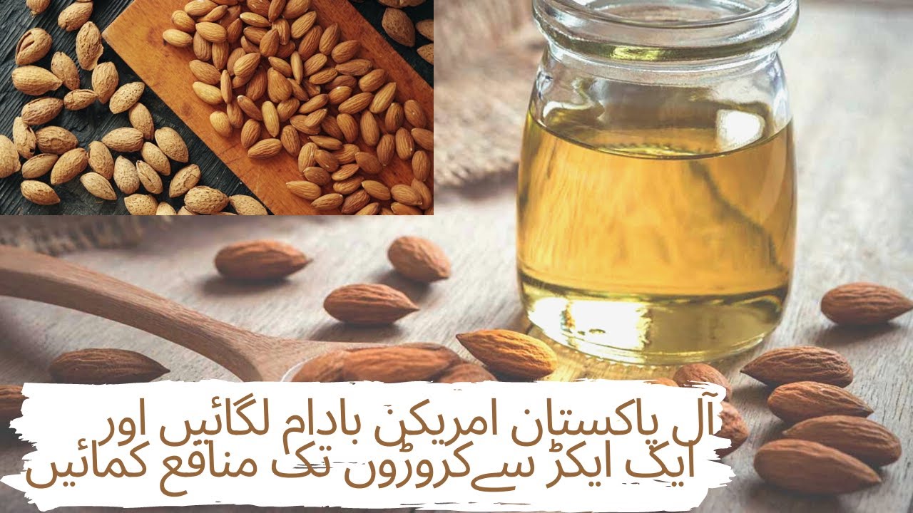 Almond Cultivation Method in Pakistan and India.| How to grow Almond Trees.| Bidaam lgany ka tarika.