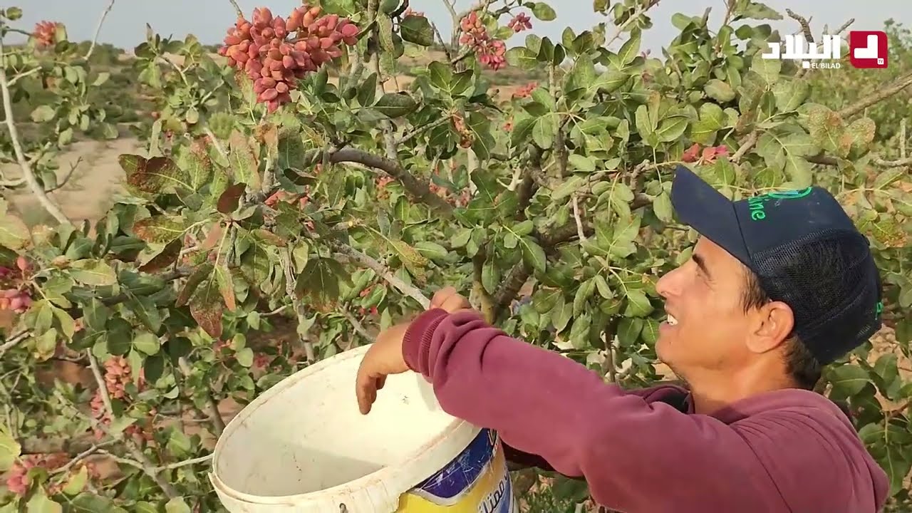 روبورتاج / محاصيل الفستق في الجزائر 